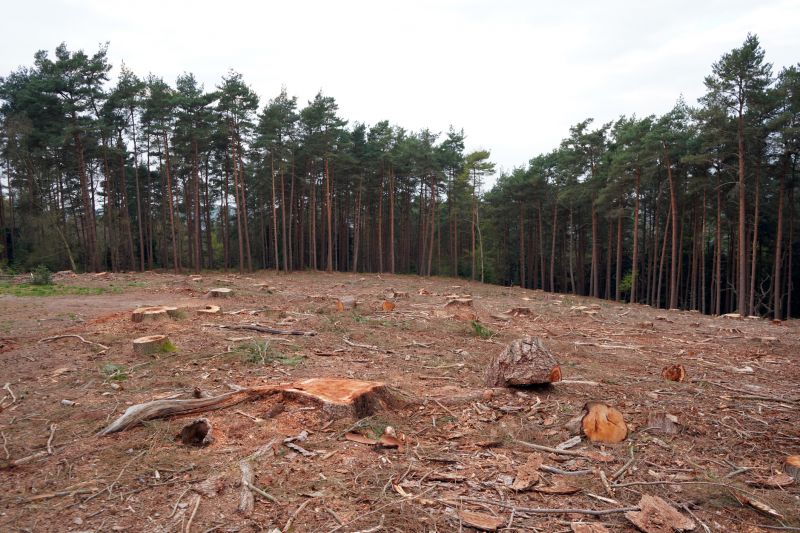 Who Does Land Clearings