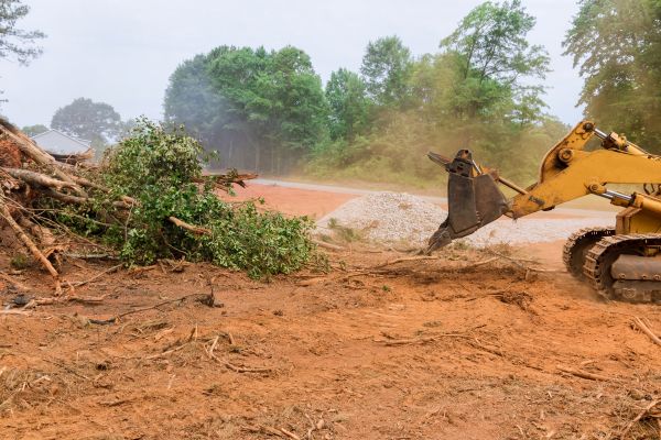 Ground Clearing in Carmel