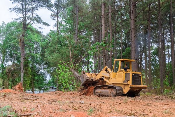 Trees Clearing in Carmel
