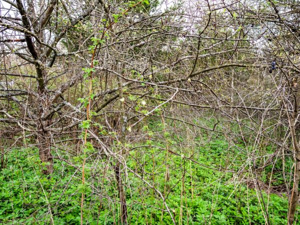 Underbrush Clearing in Carmel