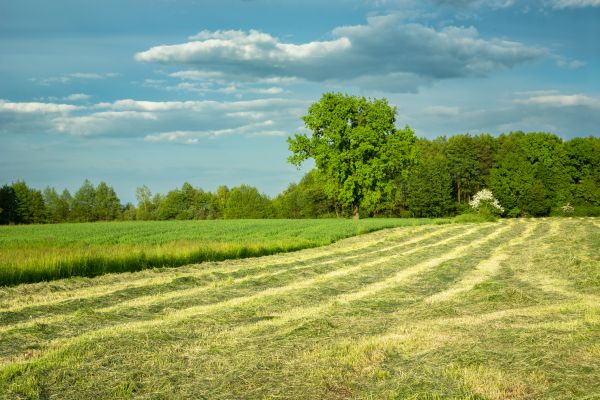 Cost of Vegetation Removal in Carmel