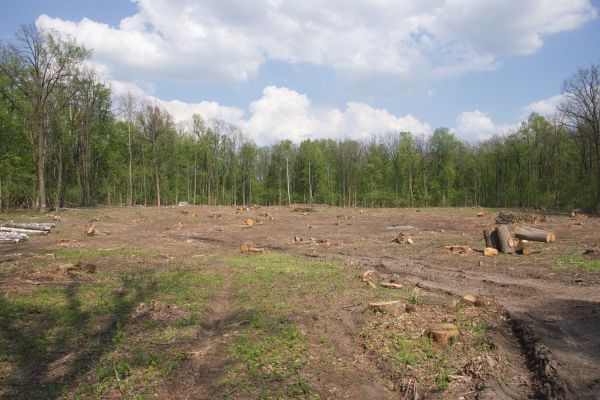 Cost of Pasture Clearing in Carmel