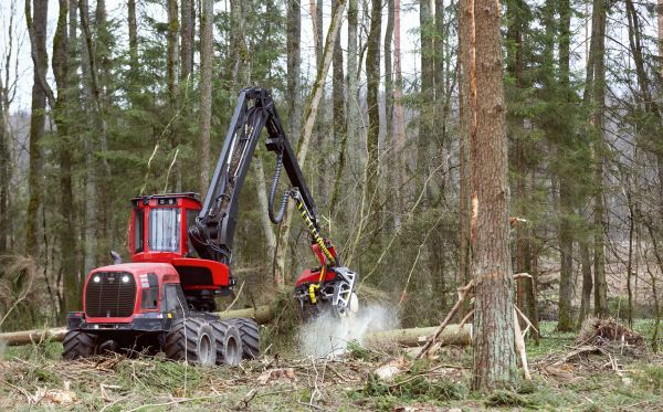 Cost of Forest Clearance Service in Carmel
