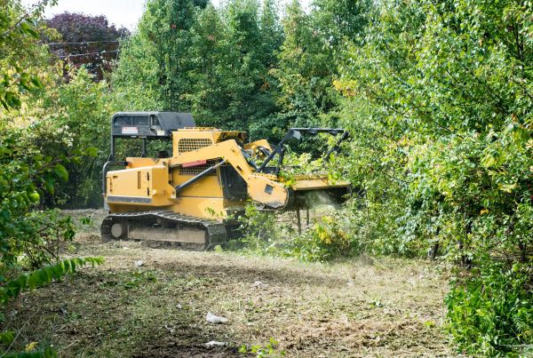 Cost of Pathway Clearing in Carmel
