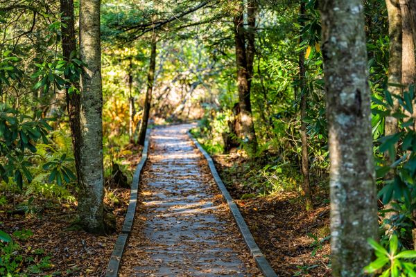 Cost of Trail Clearing in Carmel
