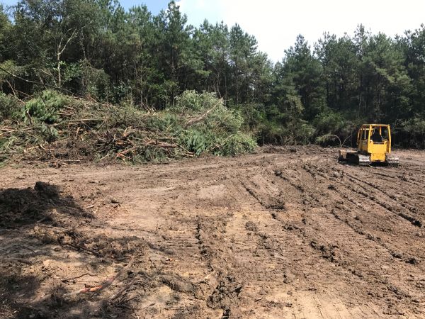 Cost of Thicket Clearing in Carmel